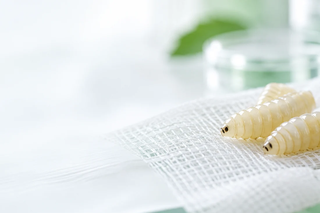 Conceptual illustration of medical larvae in a clean laboratory setting; not a treatment photograph.